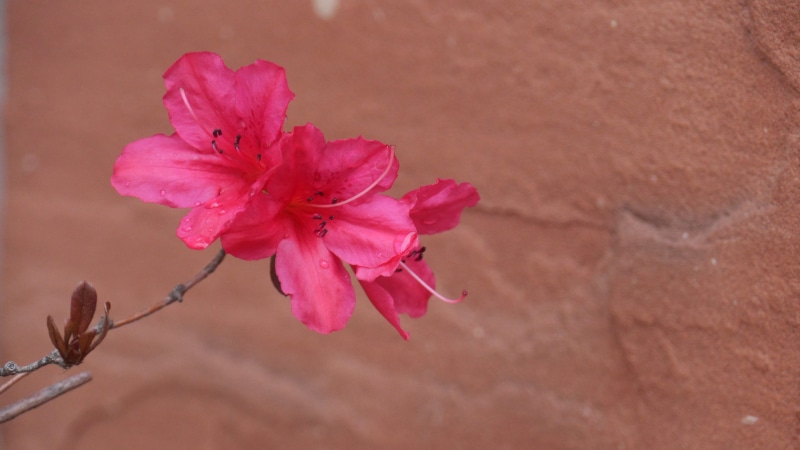 branch, pollen, plant, flowers, flower, beauty in nature, nature, day, flower head, arid climate, close-up, pink color, bud, blossom, fragility, outdoors