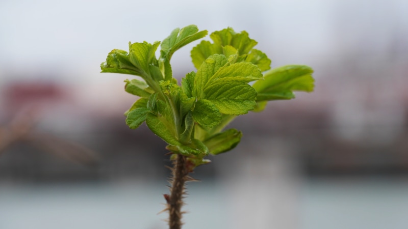 plants, food, no people, growth, close-up, coastal pier, selective focus, wellbeing, healthy eating, single object, vegetable, freshness, nature, focus on foreground