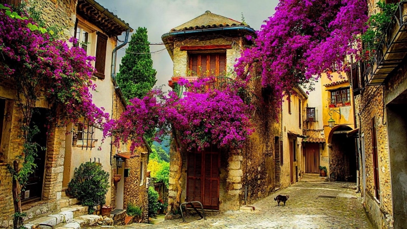 historic, medieval architecture, europe, gassin, village, home, blossom, cagnes-sur-mer, european, town, plant, flower, house, street, provence, bougainvillea