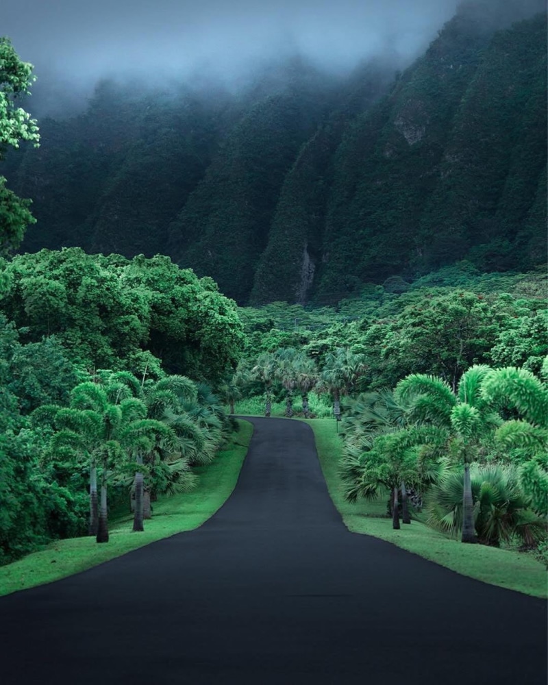 landscape, jungle, road, forest, tree, beauty in nature, land, day, environment, diminishing perspective, outdoors, footpath, plant, no people, trees, growth