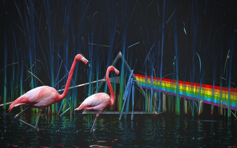 lake, 1080P, The Dark Side Of The Moon, animal, water, flamingos, nature, pink color, pink, waterfront, beauty in nature, Dispersion of light, two, animal themes