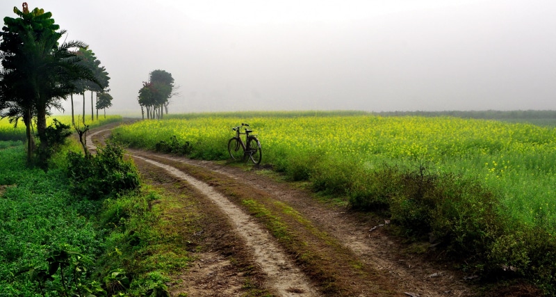 4K, field, farm, rural, grass field, bengal, green grass, rural Scene, village, road between, grass, india, take me home, cycle, landscape, nature, outdoors