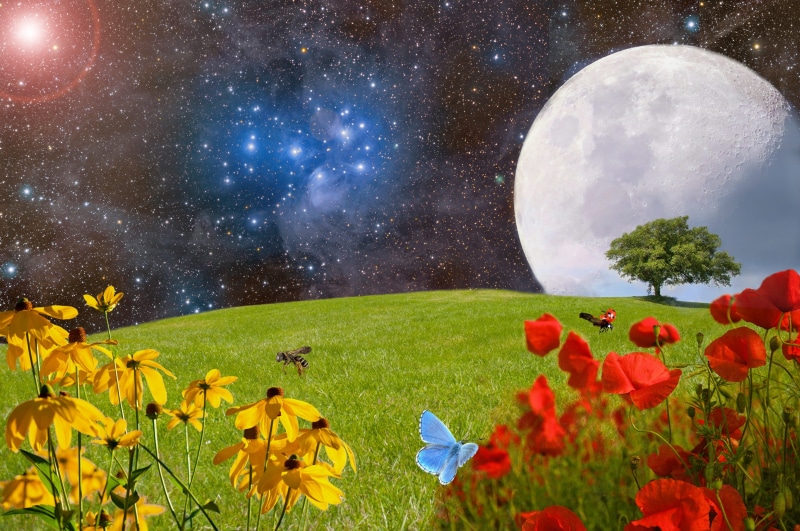 divinity, science fiction, color nuances, canis major, blade of grass, abstract, yellow, scenics - nature, super moon, photo montage, fantasy world universe