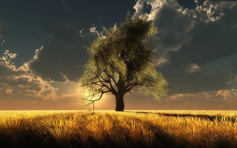 digital/artwork, grass, sunlight, photo, hd, 1080P, field, leaf, dusk, tree, cg, single, middle, green, landscape