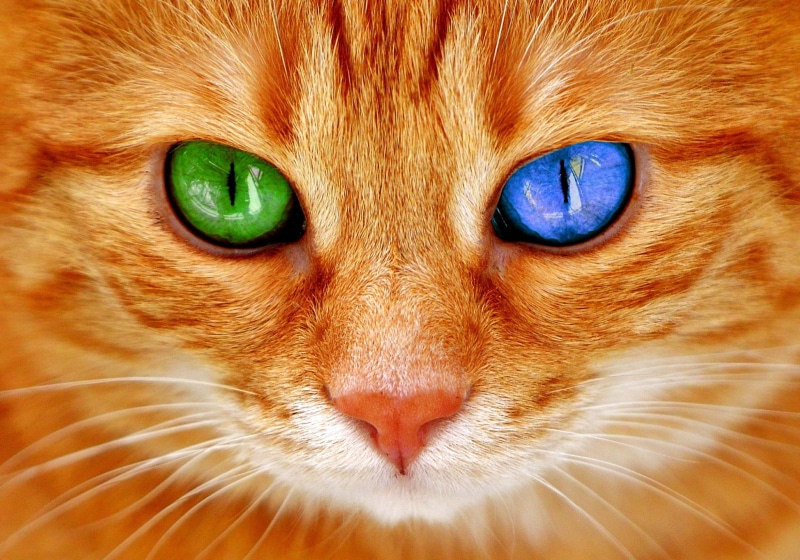 odd, portrait, looking at camera, adidas, 1080P, mammal, feline, face, cats eyes, domestic cat, one animal, close-up, cat, mackerel, red cat, vertebrate
