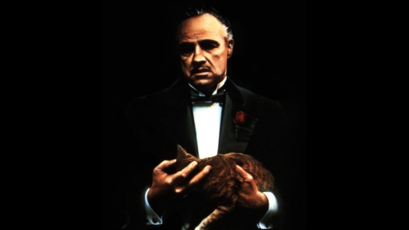 1080P, The Godfather, Marlon Brando, cat, Vito Corleone