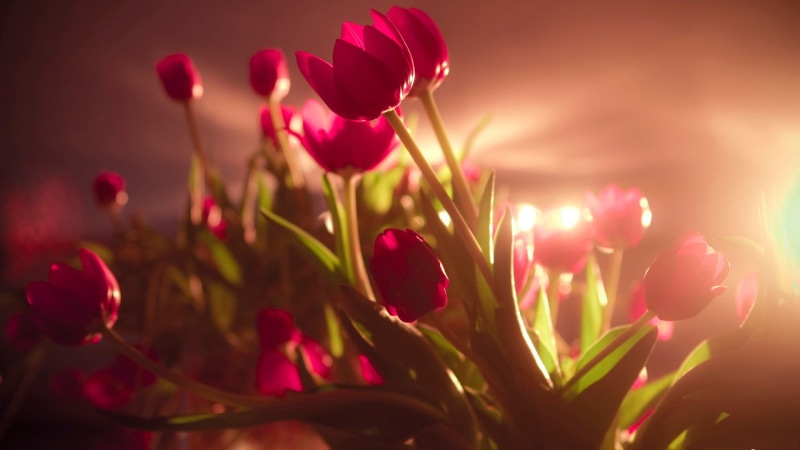 flowering plant, generated, artistic, night, fantasy, nature, shiny, effects, backdrop, futuristic, render, fragility, bright, tulip, black, texture, graphics