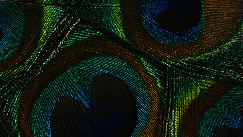 light, futuristic, greenish blue, snake, natural pattern, bird, green snake, fantasy, ornate, animal, art, full frame, color, pattern, computer