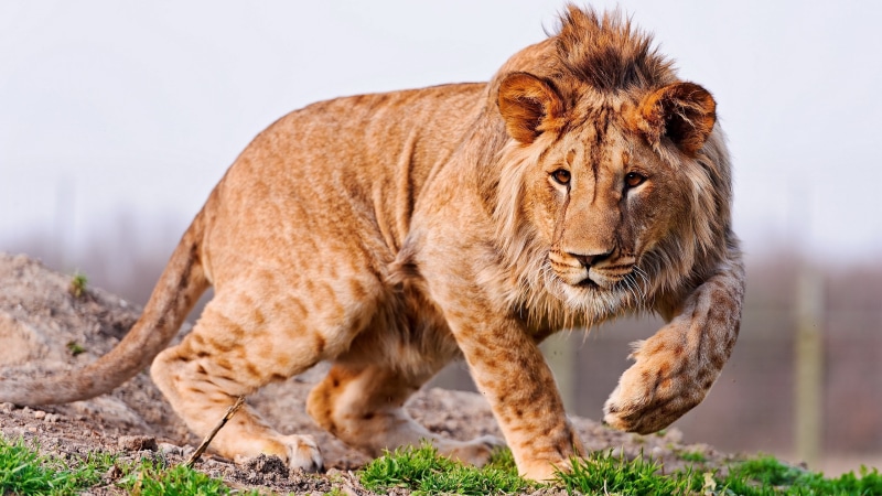 big cat, animal, safari, one animal, undomesticated cat, 2K, macbook pro  hd lion picture, animal wildlife, day, carnivora, male animal, domestic animals