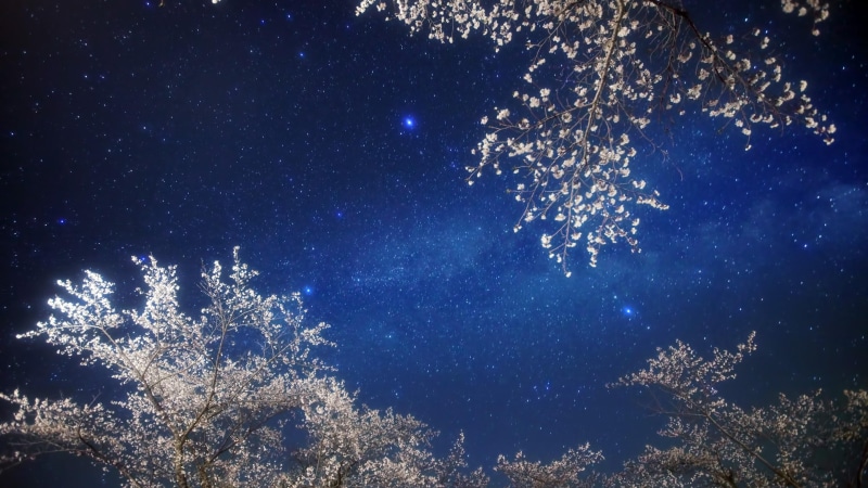 celebration, branches, galaxy, starry night, sky, beauty in nature, no people, milky way, night, illuminated, plant, night sky, stars, tranquility, star field