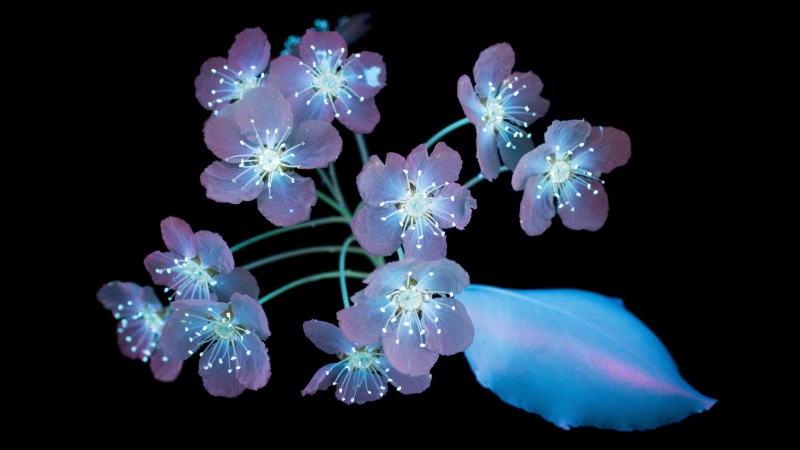 Flowers, k, AMOLED, Stock, macOS, Mojave, 5K