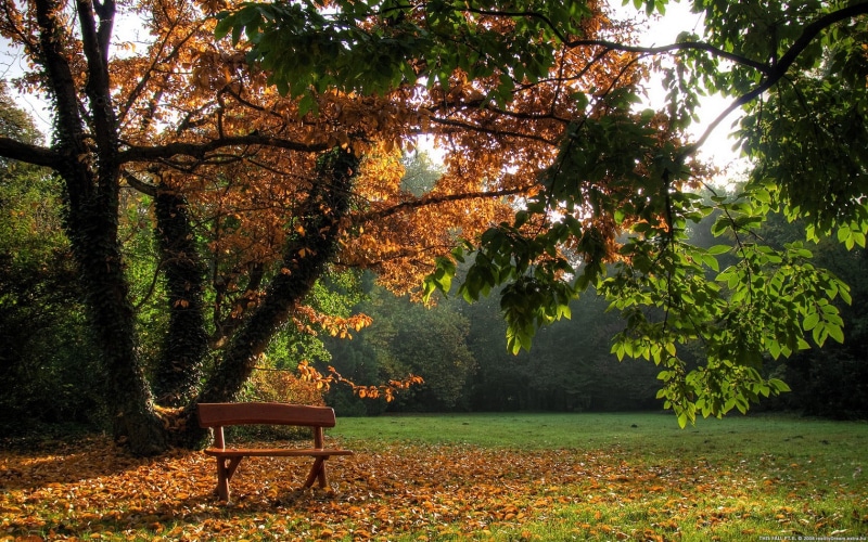 nature, day, water, autumn, tree, tranquil scene, land, plant part, tree trunk, bench, 720P, plant, park bench, wooden, trees, scenics - nature, leaf