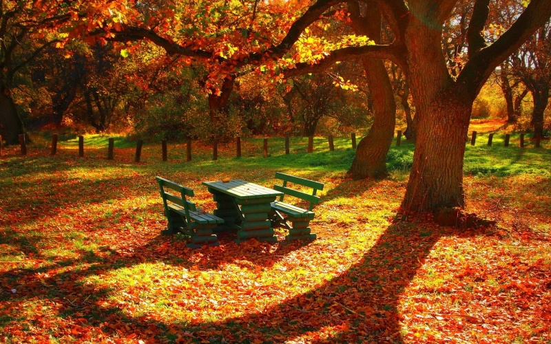 park, green, picnic, wooden, tree, fall, benches, 1080P, lush Foliage, nature, tranquil Scene, red, park - Man Made Space, forest, absence, no People