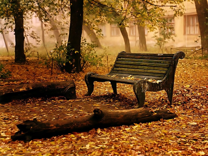 season, wooden, autumn, brown, leaves, park - Man Made Space, sunlight, fall, footpath, green Color, seat, scenics, yellow, empty, beauty In Nature, day
