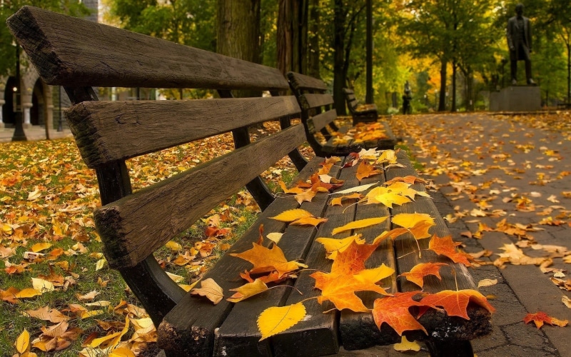 leaves, seat, park bench, brown, maple Tree, day, vibrant Color, maple leaf, beauty In Nature, scenics, yellow, no People, leaf, gold Colored, tranquil Scene