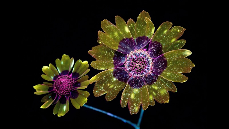 k, Flowers, Digital, Mojave, macOS, 5K