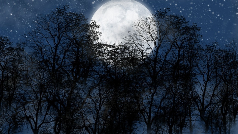 trees, starry sky, low angle view, no people, cloud - sky, astronomy, silhouette, tree, darkness, nature, sky, blue, space, star - space, space and astronomy