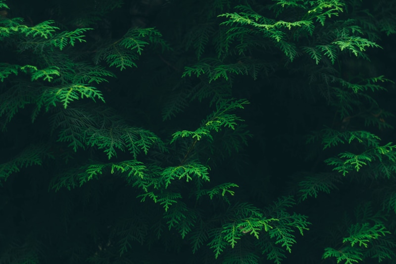 foliage, evergreen, flora, 4K, conifer, environment, green