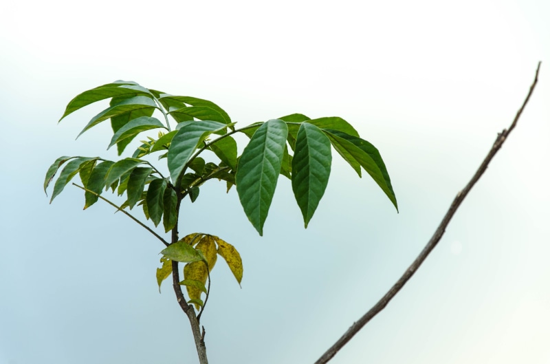 tree, low angle view, plant, green color, twig, growth, palm leaf, beauty in nature, focus on foreground, sky, day, 4K, freshness, plant part, close-up