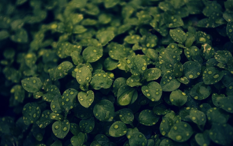 springtime, macro, drop, clover, closeup, plant, purity, no People, full frame, nature, dew, organic, green Color, water, green, freshness, abundance, rain