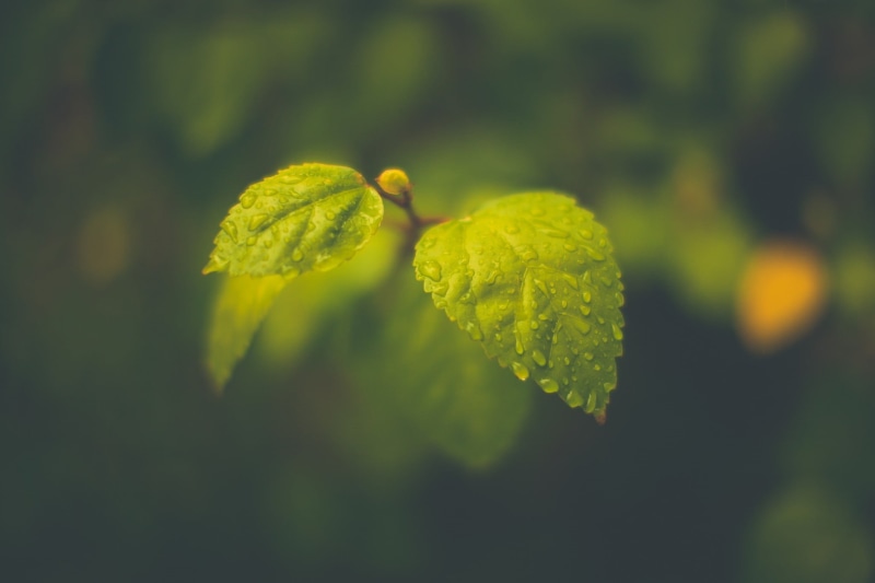 vulnerability, focus on foreground, tree, freshness, photography, rain, leaves, leaf, plant part, plant, no people, outdoors, green, flower, growth, green color