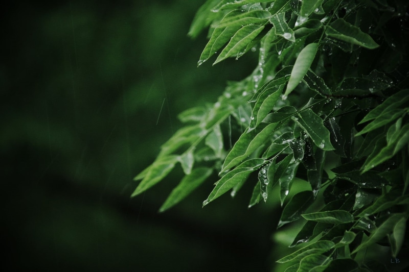 green color, 720P, dew, macro, wet, no people, day, drop, freshness, plant, tranquility, water drops, rain, green, raindrop, selective focus, leaf, close-up