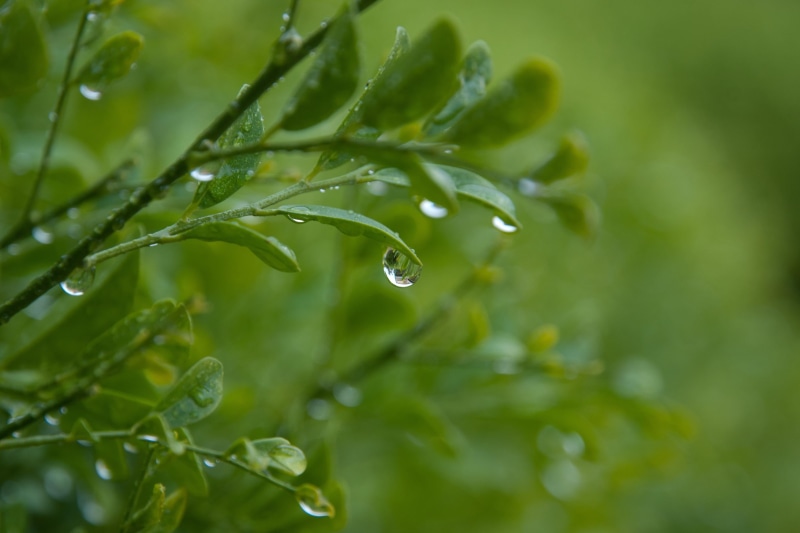green leaf, rain, green Color, green, wet, leaves, drop, raindrop, summer, plant, macro, dew, 2K, drops, nature, freshness, close-up, water, environment