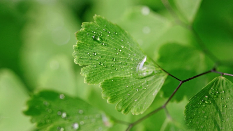 backgrounds, leaf, beauty in nature, plant, 1080P, rain, raindrop, herb, close-up, leaves, macro, closeup, freshness, green, selective focus, no people