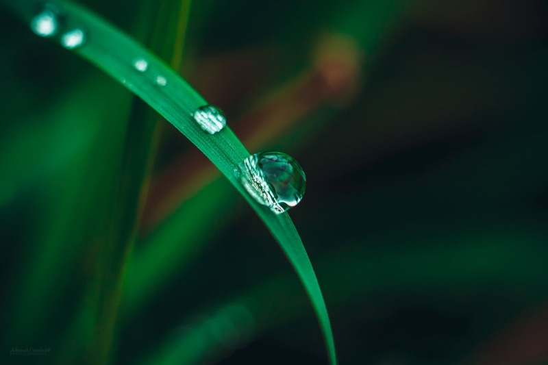 blade of grass, season, plant part, rain, focus on foreground, springtime, macro, water, morning, green, selective focus, green Color, drop, environmental Conservation
