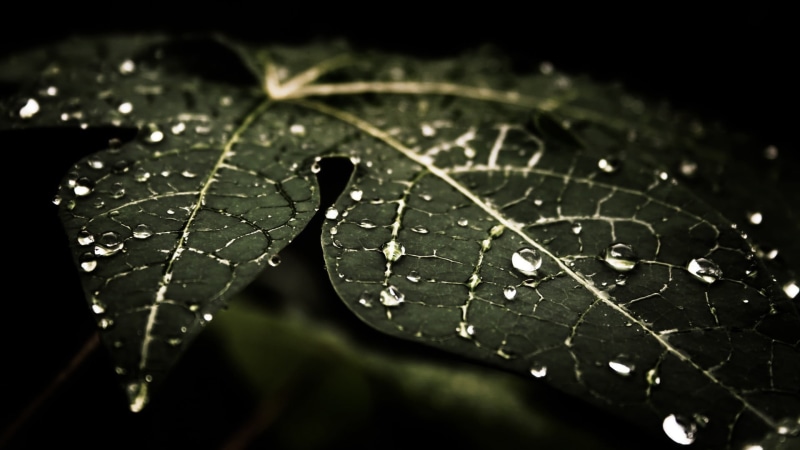 plant part, 1080P, no people, water, wet, water drops, black background, plant, natural pattern, textured effect, leaf, leaves, nature, outdoors, raindrop