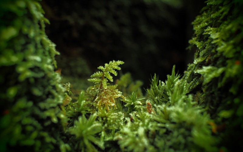 growth, dark, herb, land, close-up, healthy eating, beauty in nature, freshness, food and drink, green color, plants, photography, leafed, rain, plant part