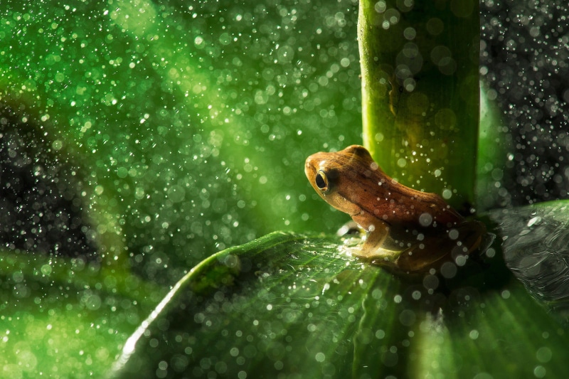plants, brown, toad, animal, plant, no people, closeup, bokeh, selective focus, snowing, animal themes, close-up, animals In The Wild, wildlife, nature