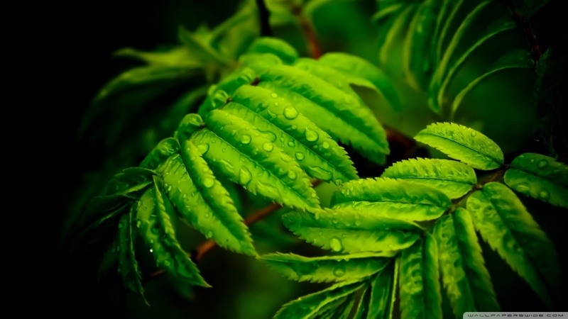 food and drink, green, leaves, food, healthy eating, green color, closeup, 1080P, day, plant, beauty in nature, leaf, freshness, plants, plant part, natural pattern