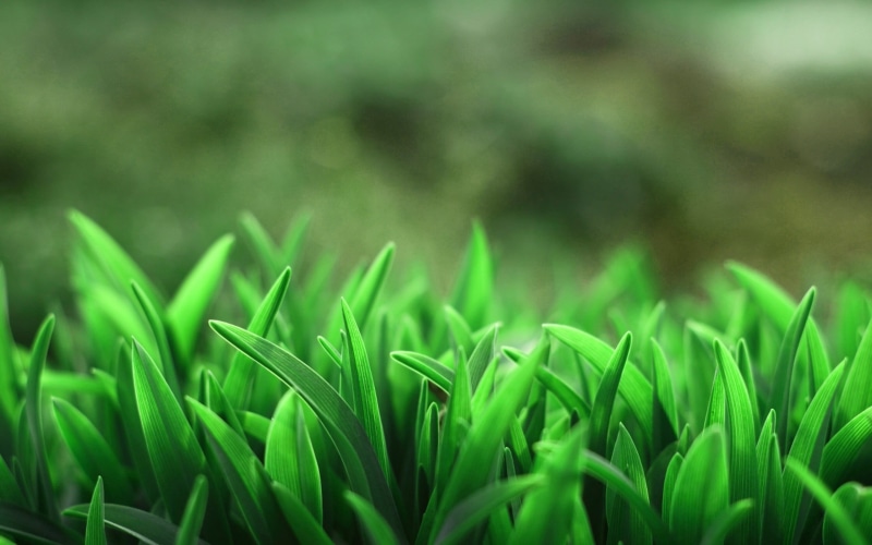 backgrounds, springtime, summer, green Color, land, outdoors, food and drink, agriculture, beauty In Nature, selective, pattern, 2K, season, leaf, focus