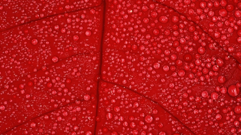 botany, creativity, close-up, abstract, red, beauty In Nature, wet, water, freshness, dew, studio shot, raindrop, indoors, season, drop, leaf, textured effect