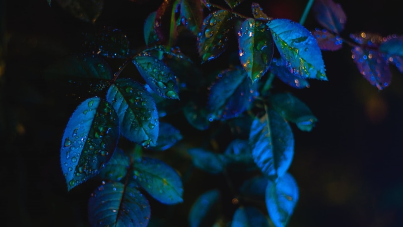 simple, green color, outdoors, close-up, leaf, green, selective focus, leafed, food and drink, plant part, blue, wet, nature, depth of field, freshness