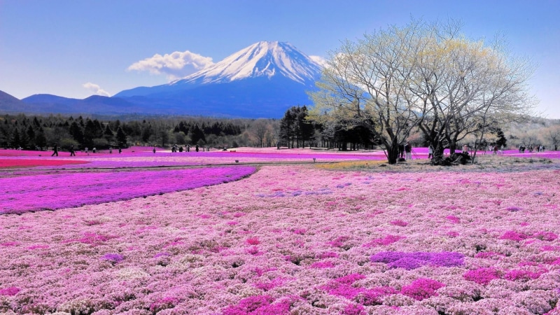 scenics - nature, mountain, asia, spring, springtime, winter, snowcapped mountain, snow, hokkaido, flower field, environment, plant, flowering plant, land