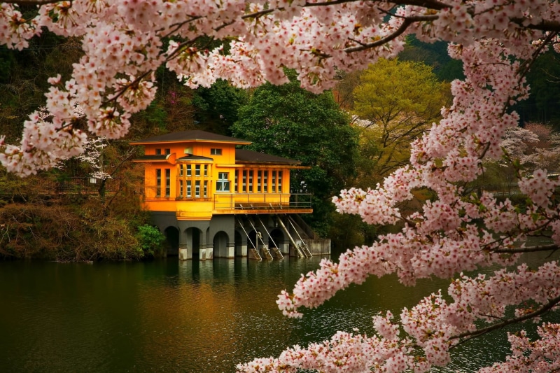 no people, lake, flowers, spring, fragility, green, landscape, tree, water, cherry blossom, Japan, built structure, 1080P, springtime, architecture, house