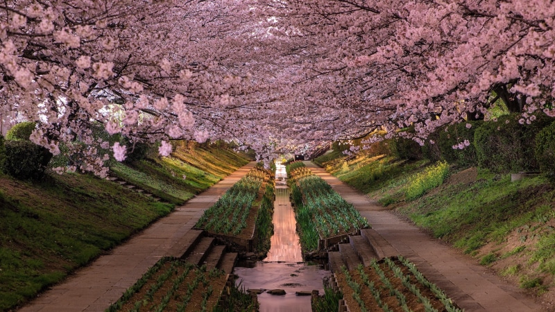 landscape, flower, 4K, yokohama, sakura, japanese cherry, japan, tsuzuki ward, cherry blossom, bloom, tree, sky, blossom, plant, branch, spring