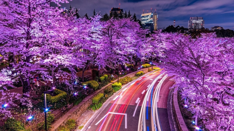night, blossom, city, sky, plant, minato-ward, spring, evening, twilight, branch, tree, light trails, 1080P, sakura, traffic, cherry blossom, japan, flora