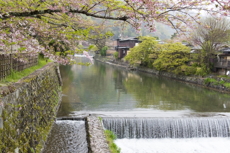 pink, scenery, blooming, kyoto, no people, canal, travel, building exterior, plant, white, islands, mountain, asia, day, city, cherry tree, blossom, flower