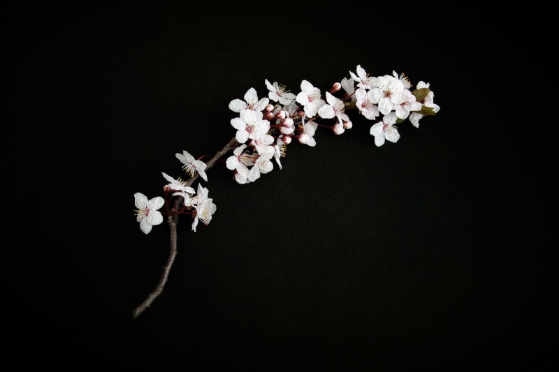 bud, background, pink, no people, nature, japan, white color, day, cherry blossom, blossoming, bloom, black background, black, cherry twig, vulnerability