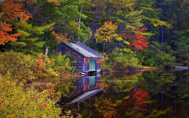 fall, 1080P, no people, green color, change, growth, day, forest, built structure, tranquility, autumn, nature, beauty in nature, plant, land, architecture