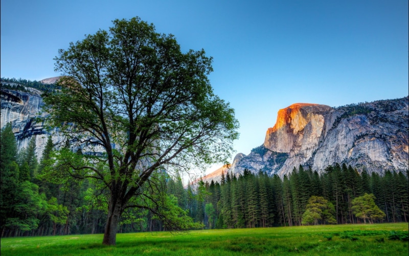 rock, plant, built structure, clear sky, architecture, laptop backgrounds nature images 1920x1200, tranquil scene, tranquility, tree, rock - object, day