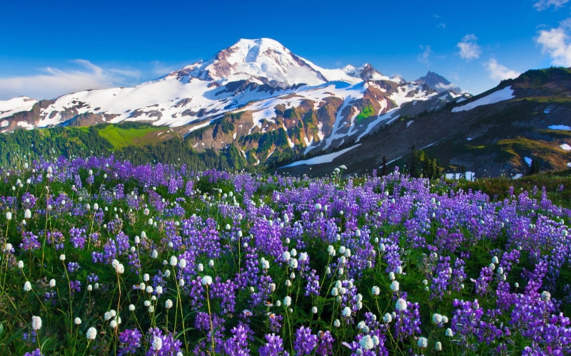 landscape, sky, nature, plant, flower, scenics - nature, 1080P, environment, computer  desktop background hd nature images 1920x1200, growth, land, outdoors