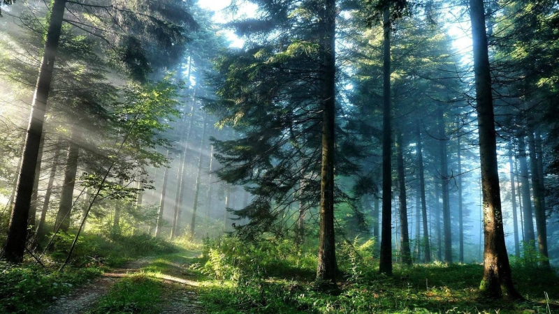 tranquil, fir, peaceful, landscape, sky, outdoors, plant, rock, scenery, outdoor, lake, tree, river, scenic, environment, natural, forest, nature, waterfall