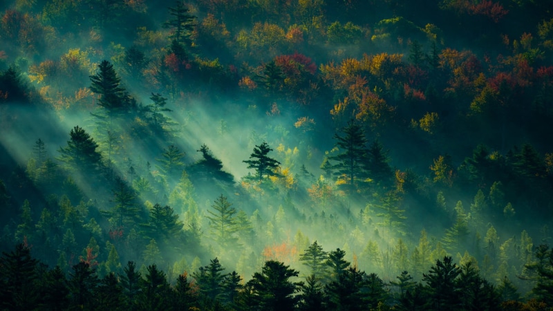 beauty In Nature, forest, 1080P, mist, treetop, tranquility, photography, spruce Tree, plant, land, outdoors, nature, coniferous Tree, day, pine Tree