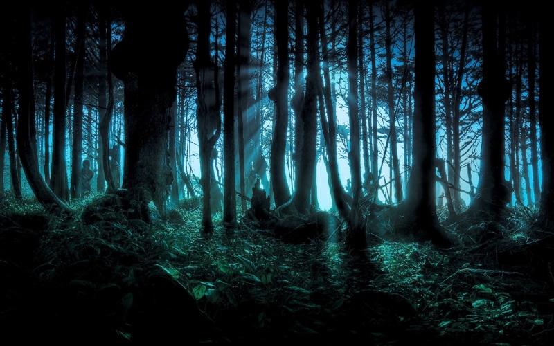 tree, trees, nature, tranquility, 1080P, land, beauty in nature, no people, dark, woodland, outdoors, scenics - nature, environment, plant, tree trunk