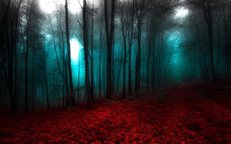 forest, non-urban scene, plant, trees, red, 720P, trunk, autumn, no people, change, path, tree trunk, mist, nature, beauty in nature, plant part, land