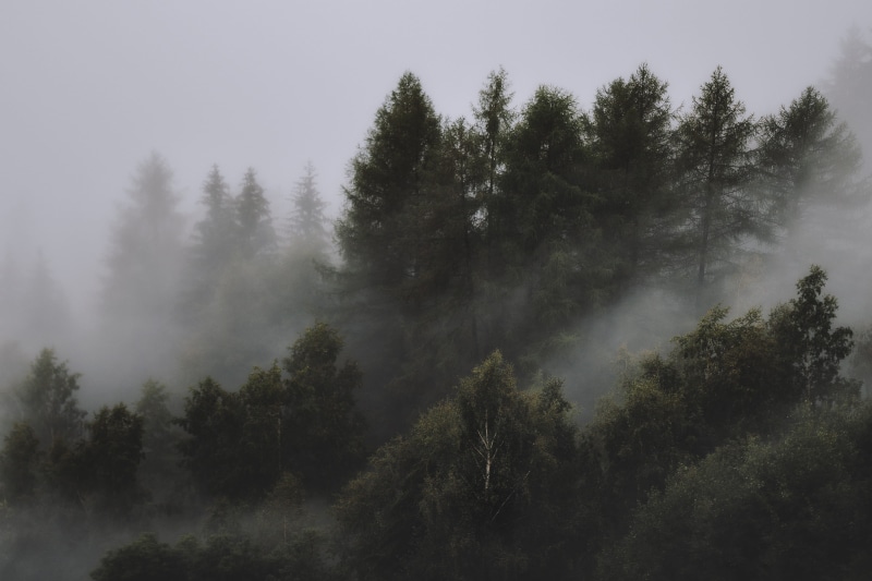 outdoors, scenic, nature, pine trees, day, mountain, nature, no people, non-urban scene, fir trees, coniferous tree, forest, HD